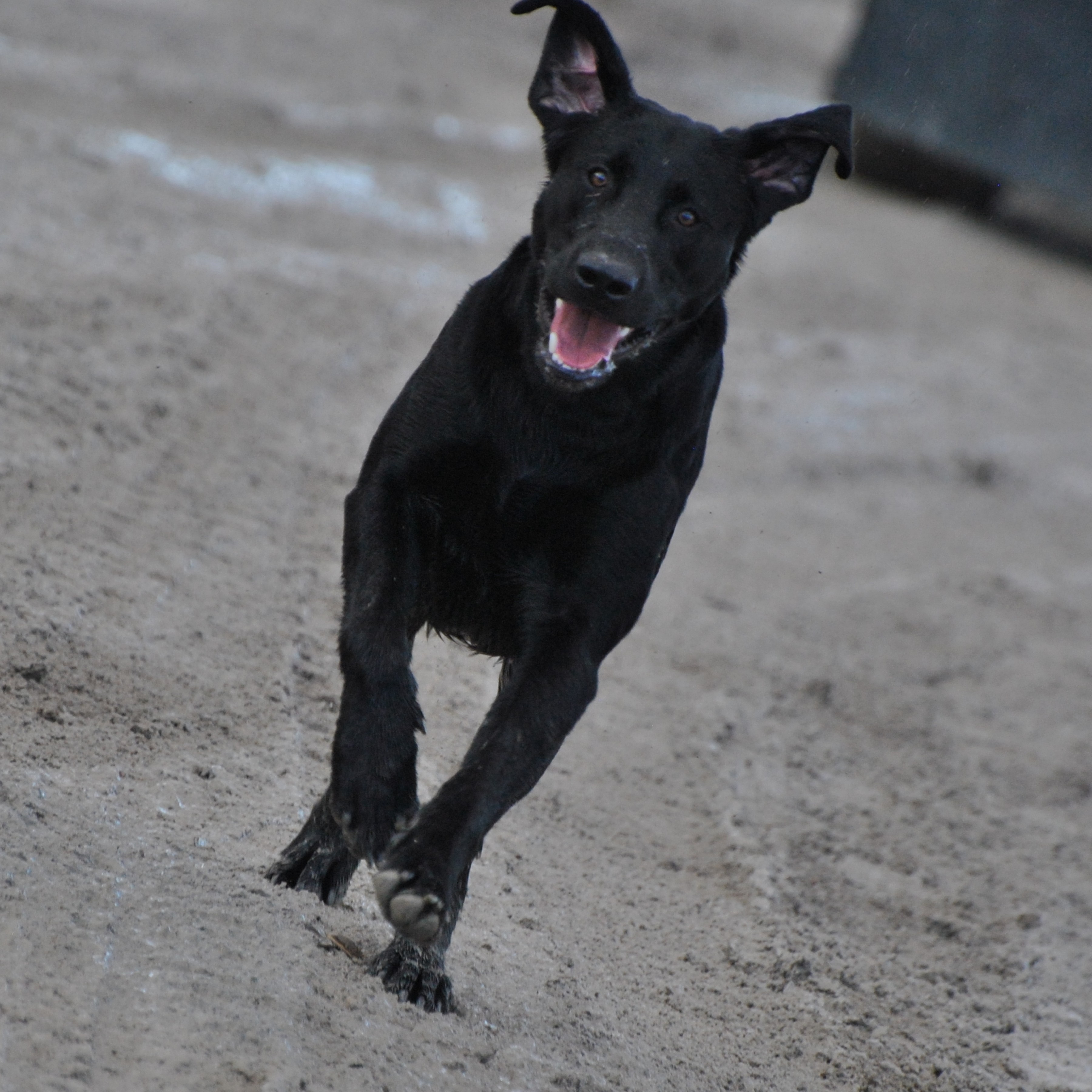Dude Running