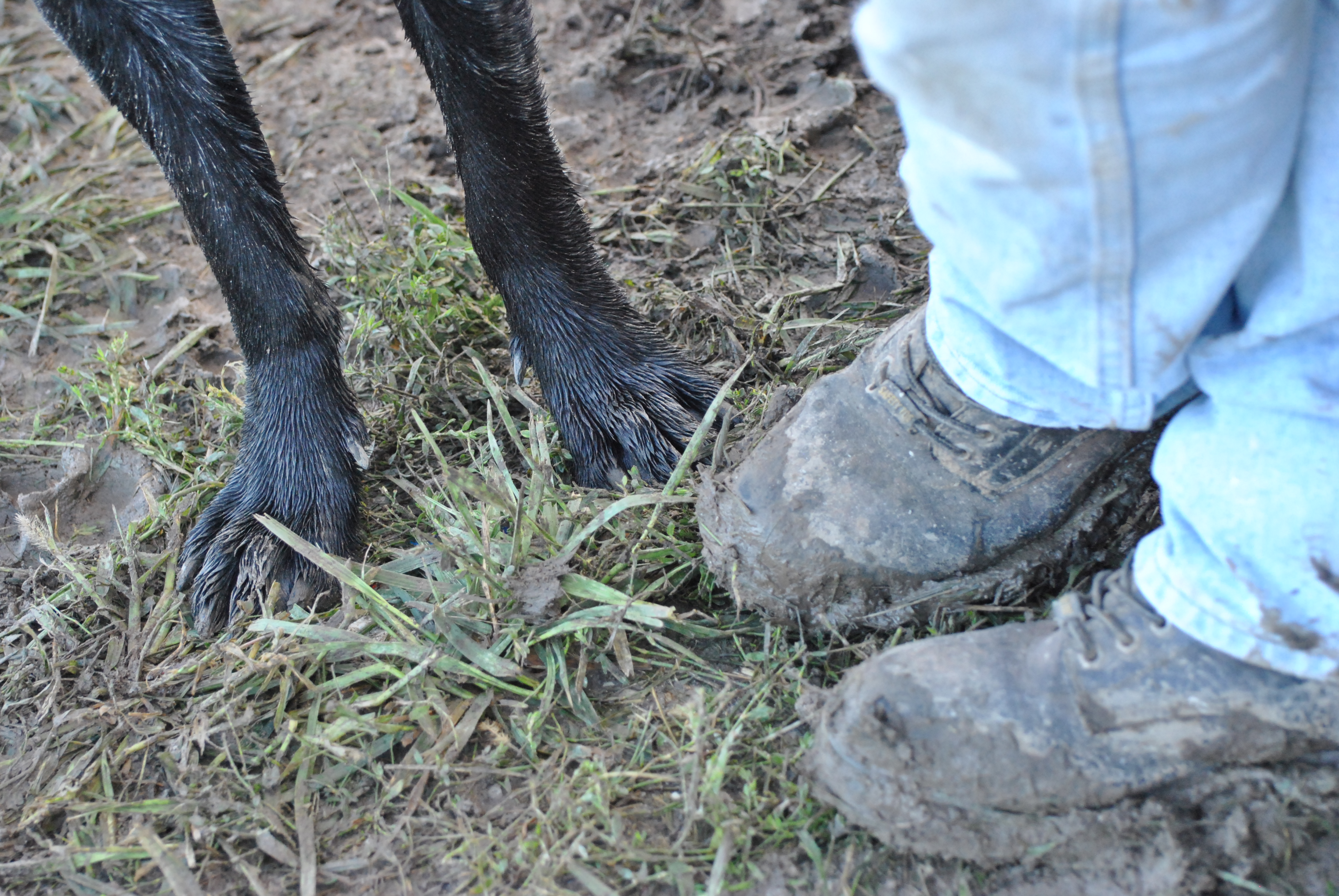 Dude & Gern Dog's Feet